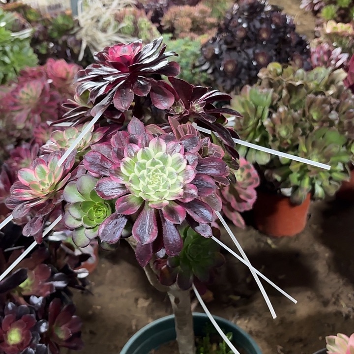 多肉植物法师法师97