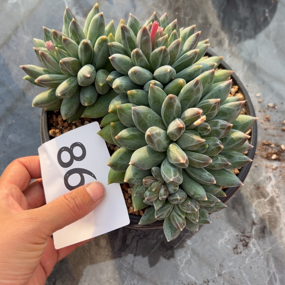 @***g86、跟着想好吃好吃不吃