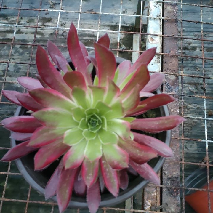 ?**调多肉法师锦孔雀