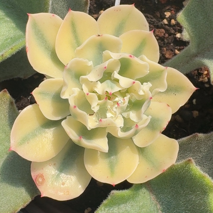 海啸一物一拍好看