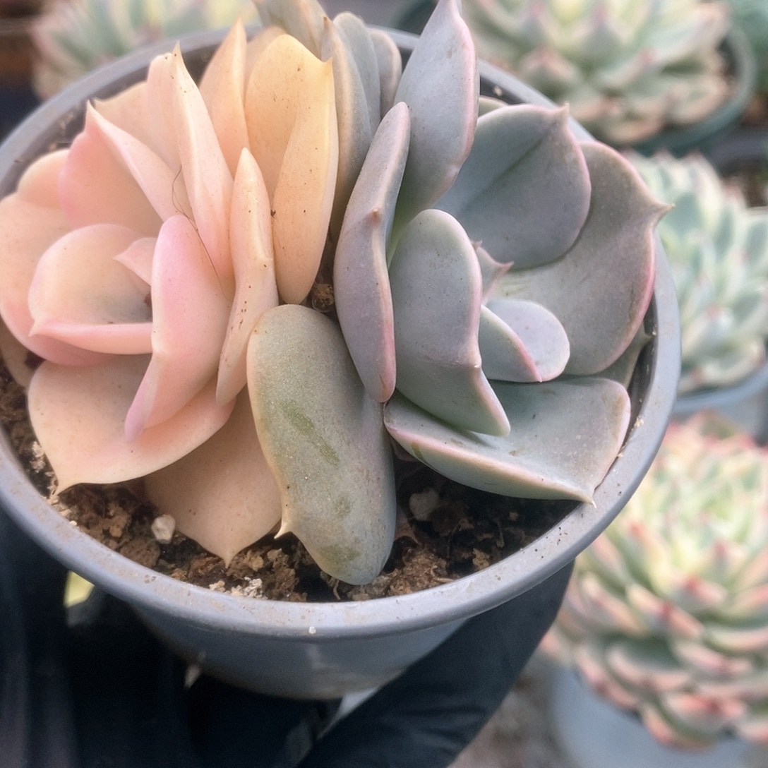 170双子座锦锦锦锦锦锦