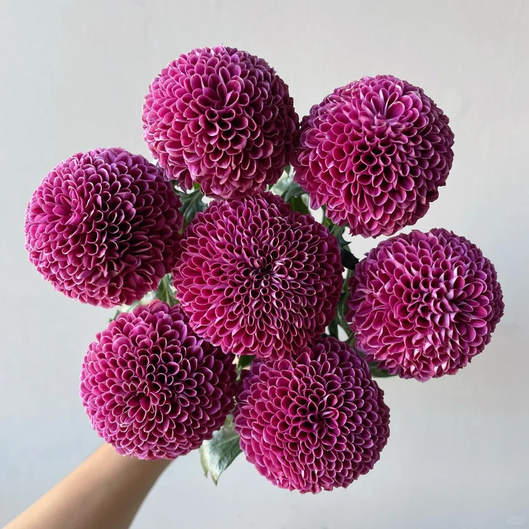 紫乒乓菊一盆