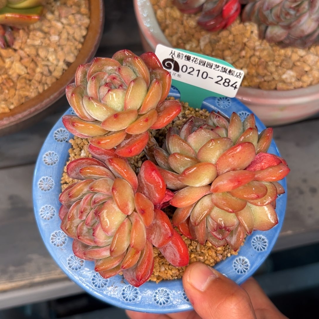 多肉一物一拍0210-284