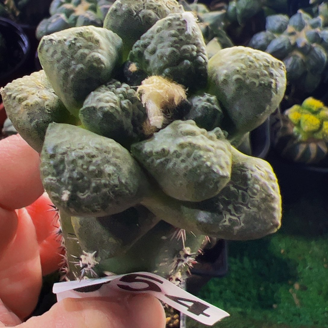 无花朵连山牡丹554