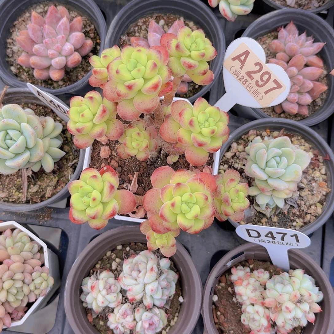 A297香格里拉一物一拍