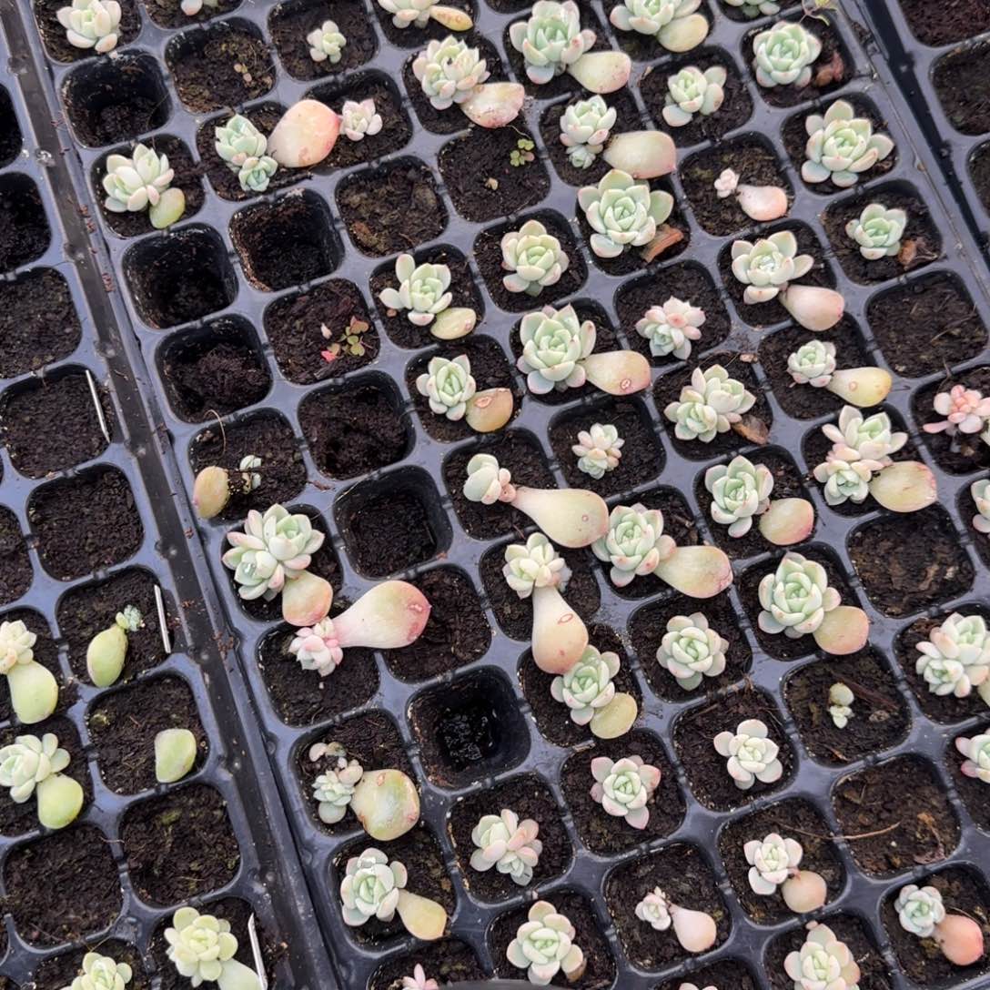 天***师未知甜心65个满25包邮