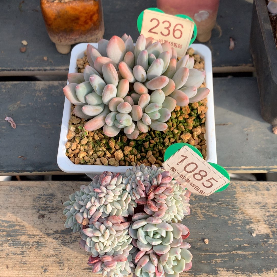 说***）珍舞奶酪236+海棠花缀化1085