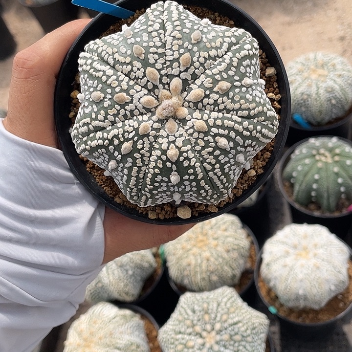 海星瑕疵特价福利