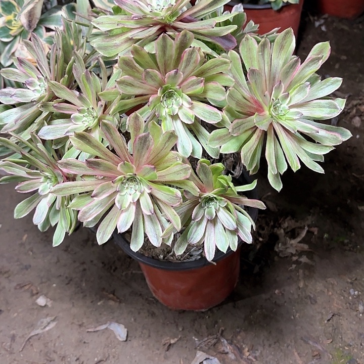 多肉植物荧火粉黛36