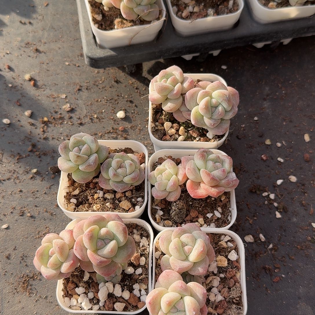 05号到手3颗，双头紫心冰玉