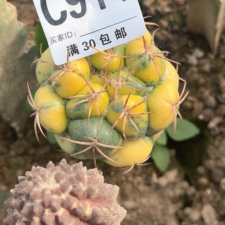 山**海914号仙人球的花