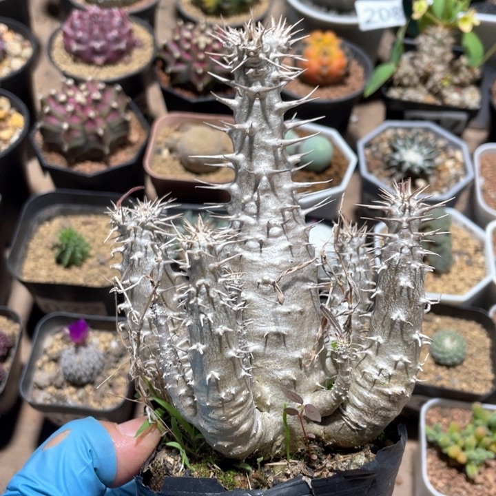 293莲座棒槌块根