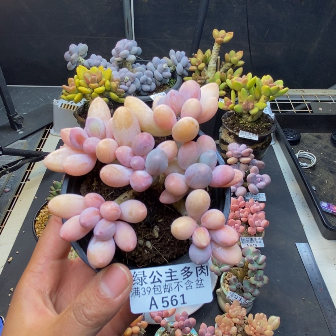 561香水手指奶多肉8c m