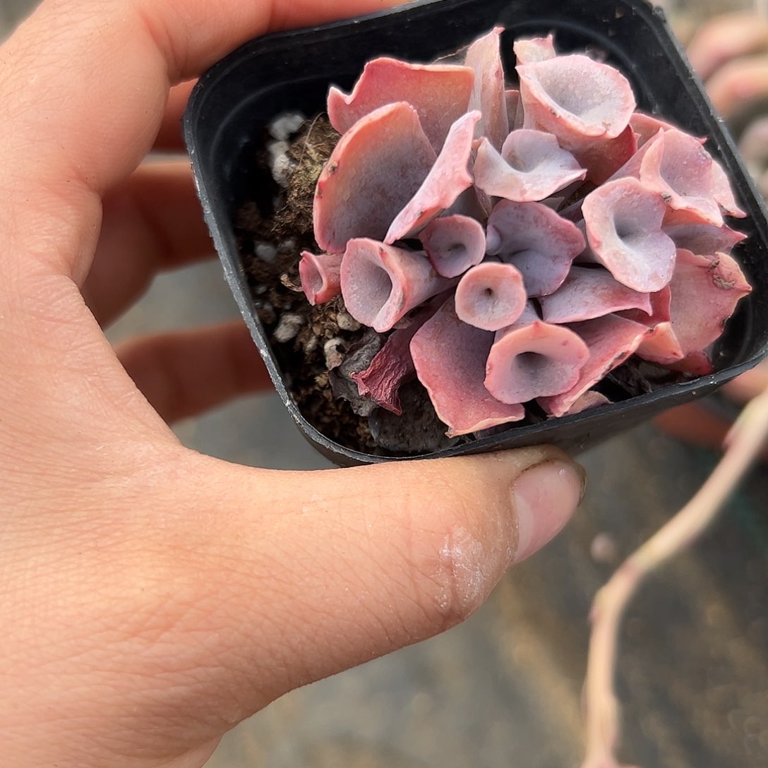 魔笛嘟嘟植物植物中央音乐学院