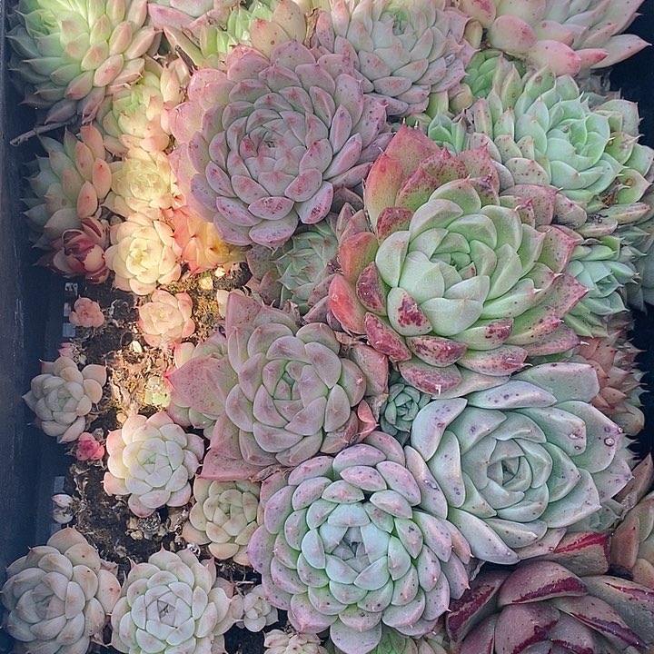 74 多肉植物盆栽花卉植物