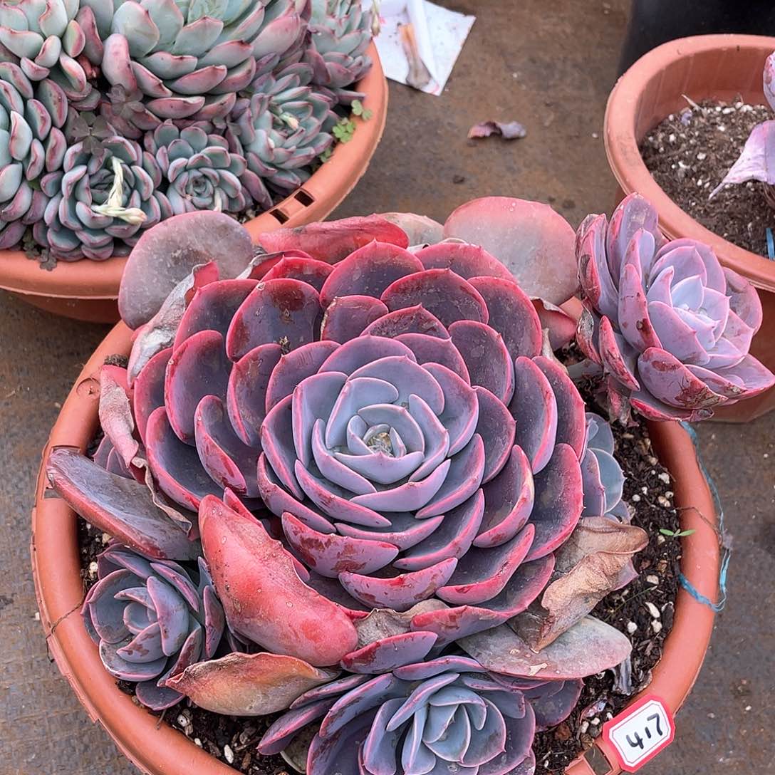 417尘埃玫瑰一物一拍多肉