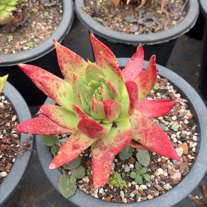 927坎代哈哈哈哈哈哈