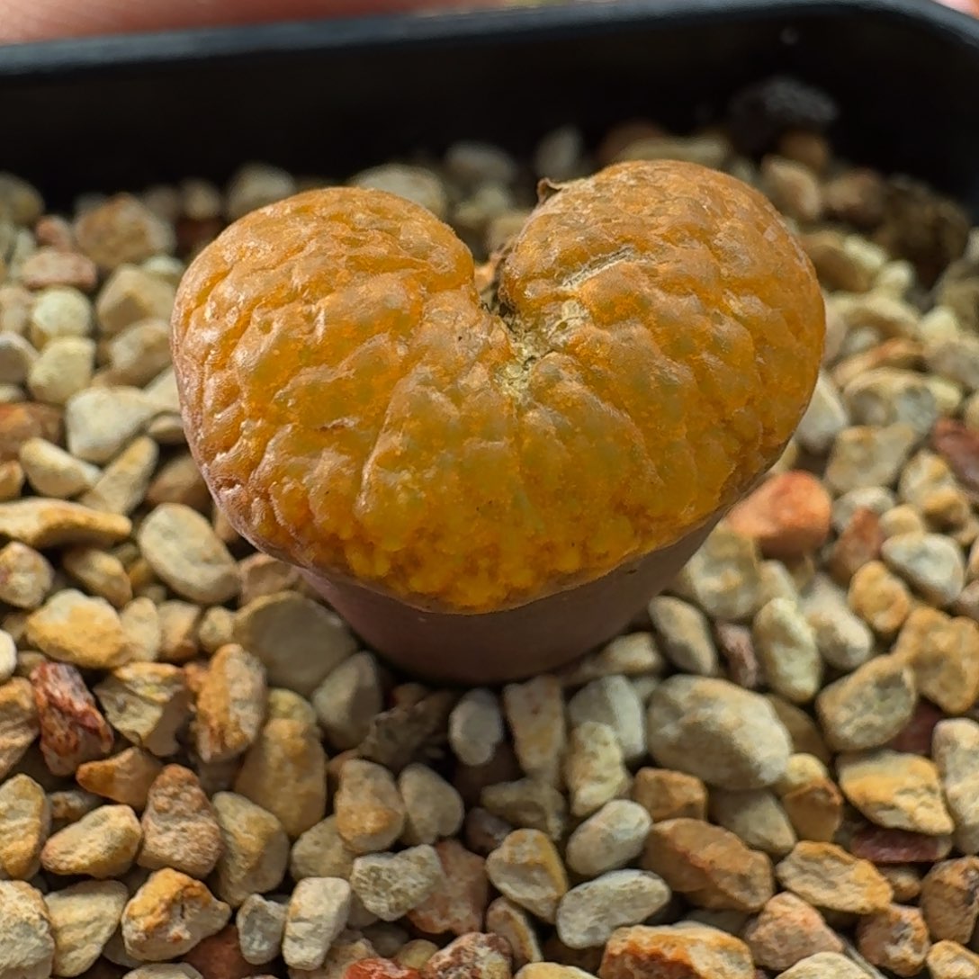 云缦精品番杏11.12 爱心窗超蛋