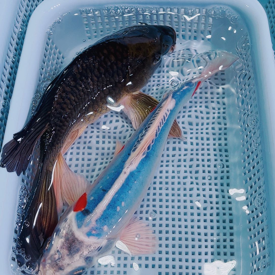 锦鲤锦鲤冷水观赏鱼110