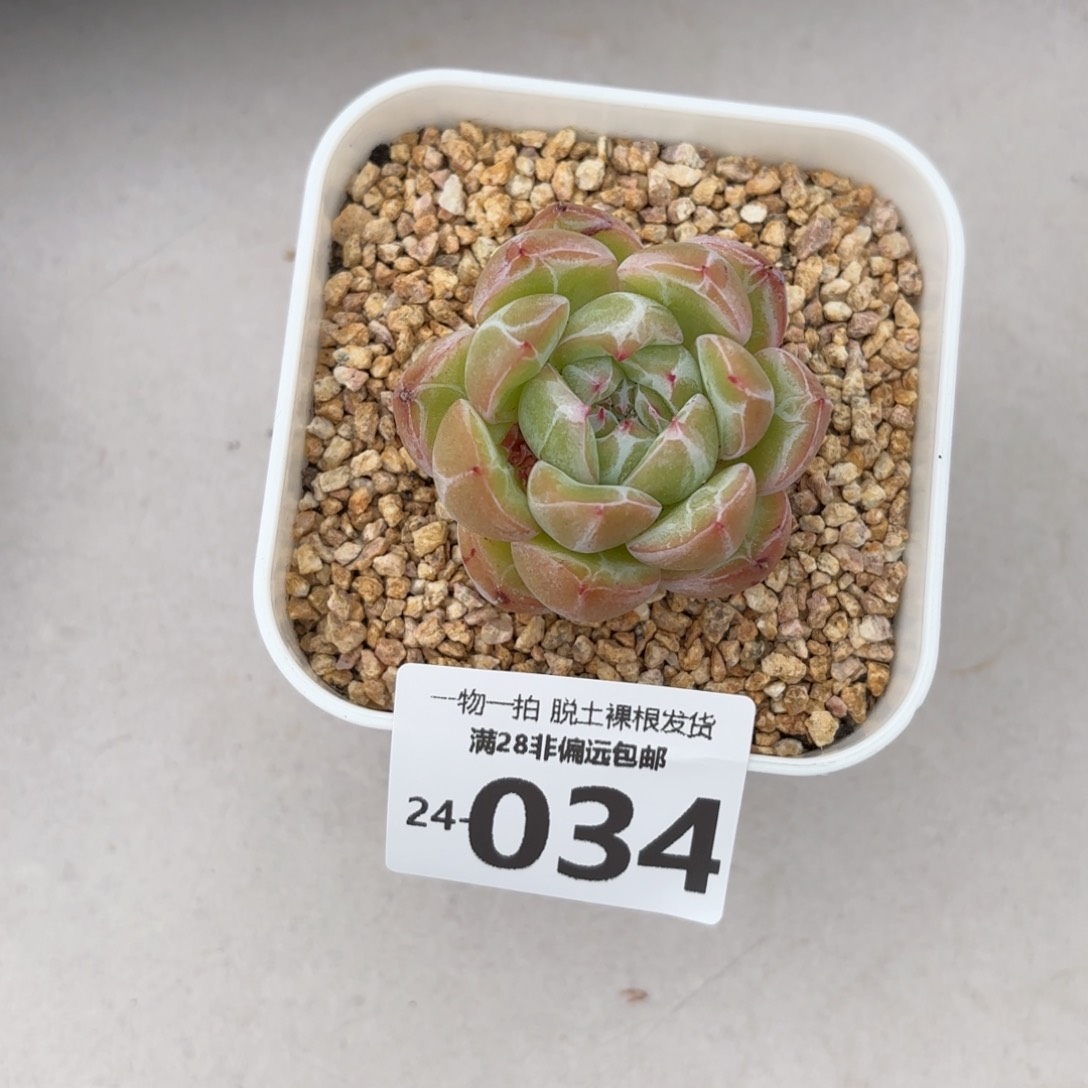 雪花珍妮带桩多肉多肉多肉