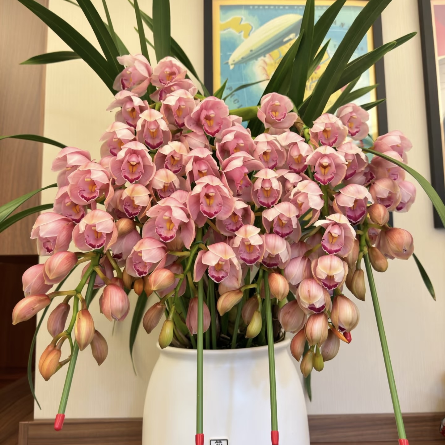 【福娘】落地款大花蕙兰年宵花 绿植盆栽花卉室内好养易活带盆发货