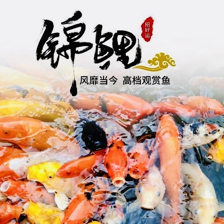 大尺寸10-13厘米11条锦鲤三色红白大正混搭冷水渔场直发冷水鱼