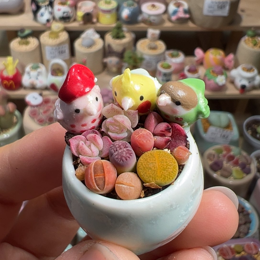 多肉植物205号拇指盆