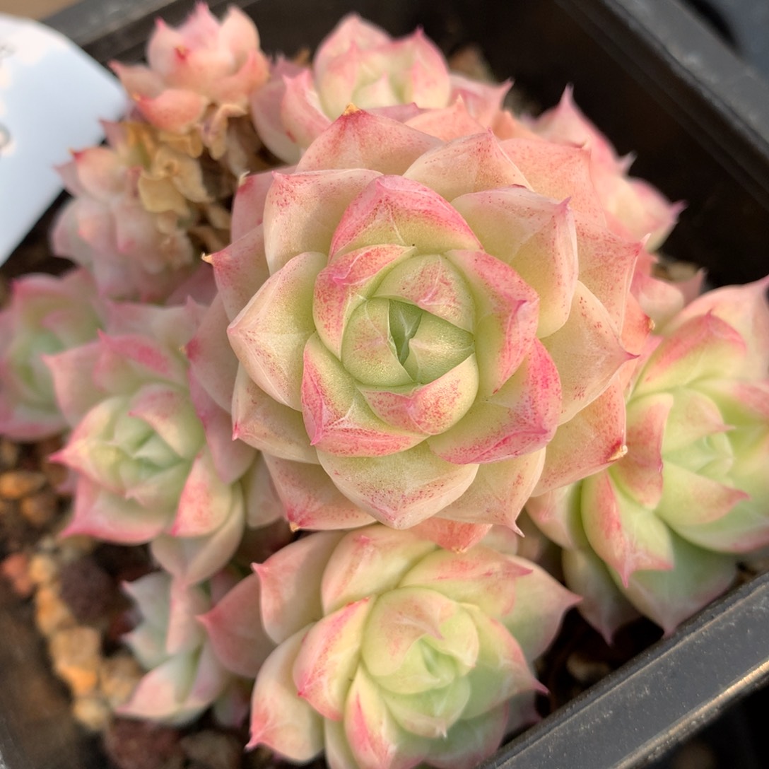 0307-28 潘多拉女王