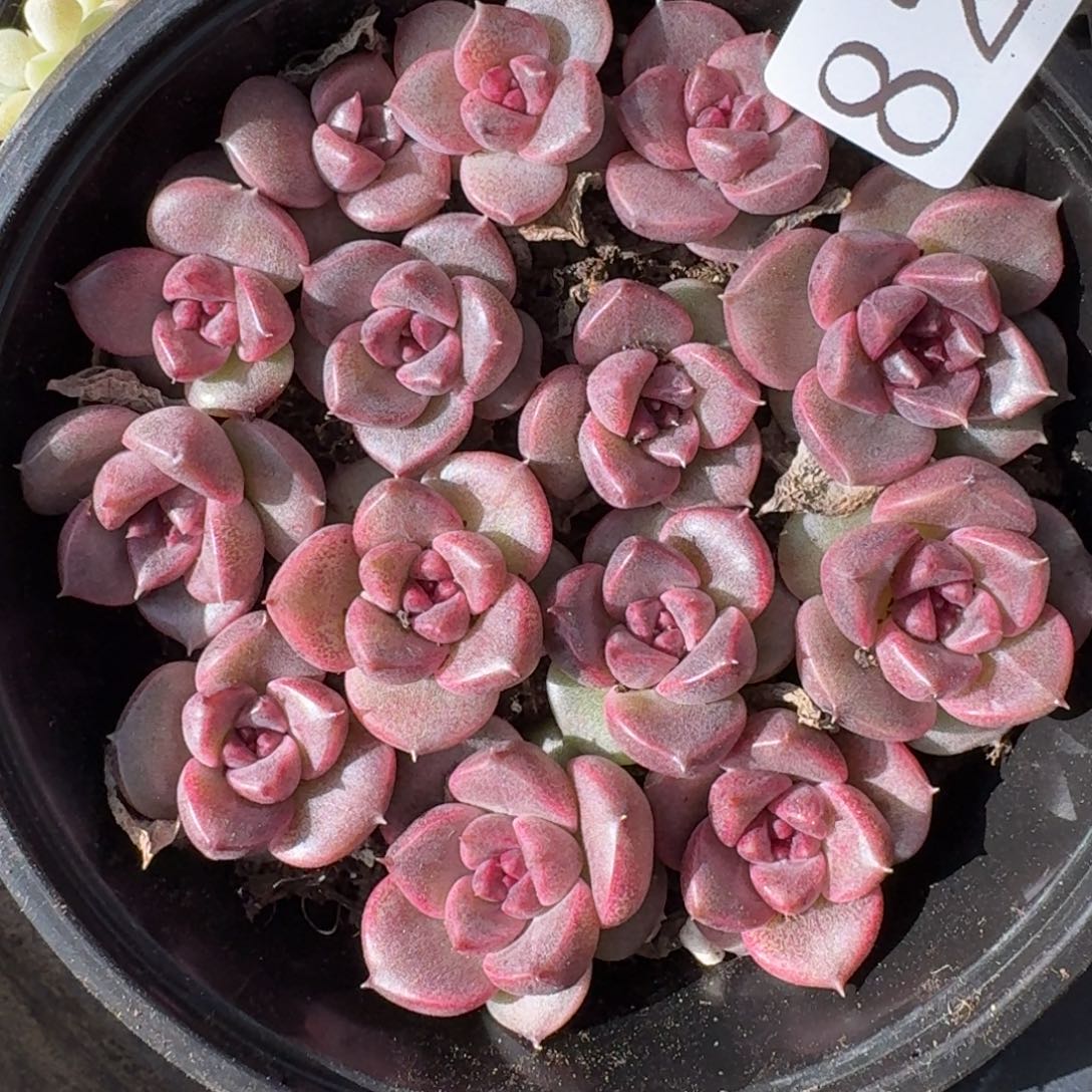 多肉植物多肉植物822