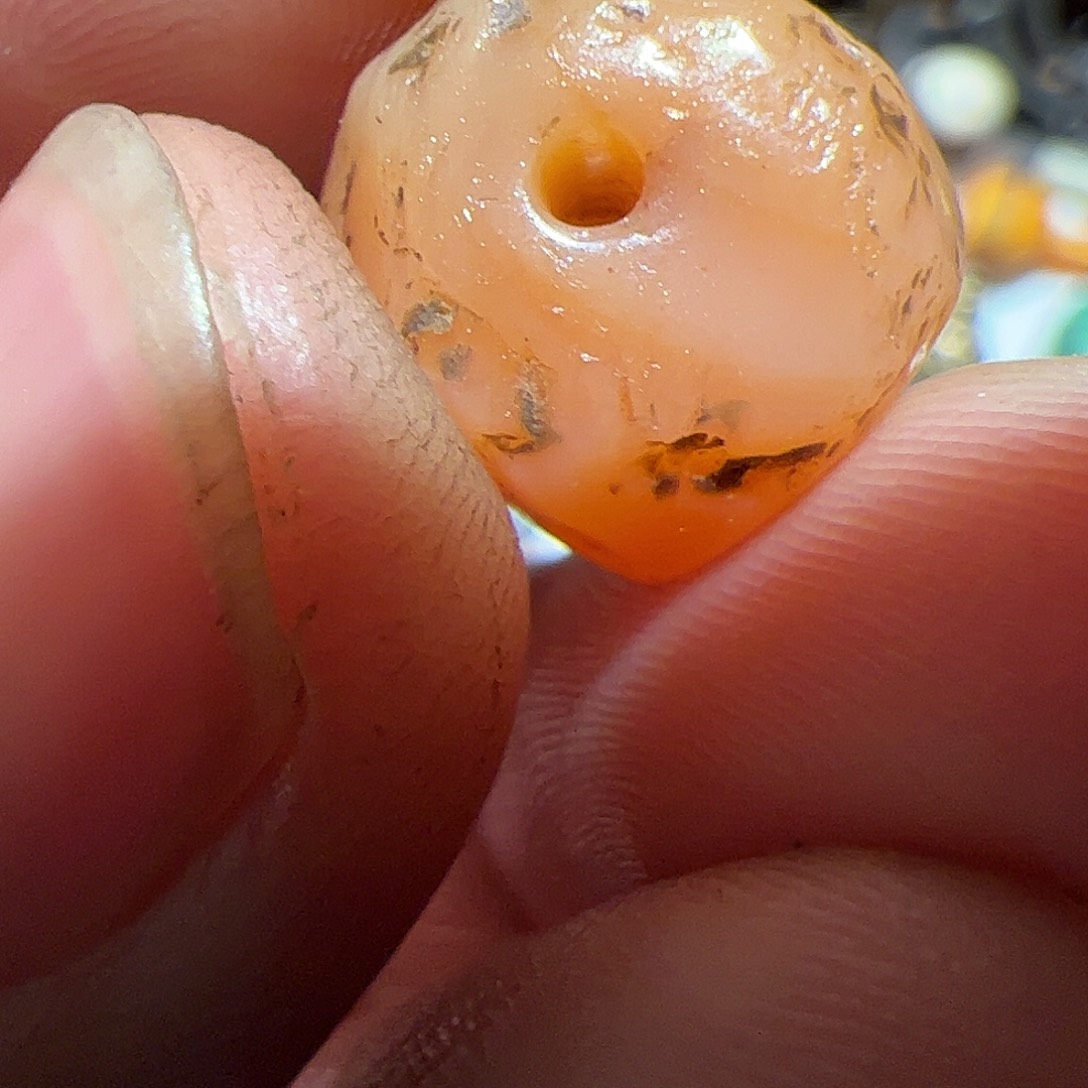 香榧木在这里的时候