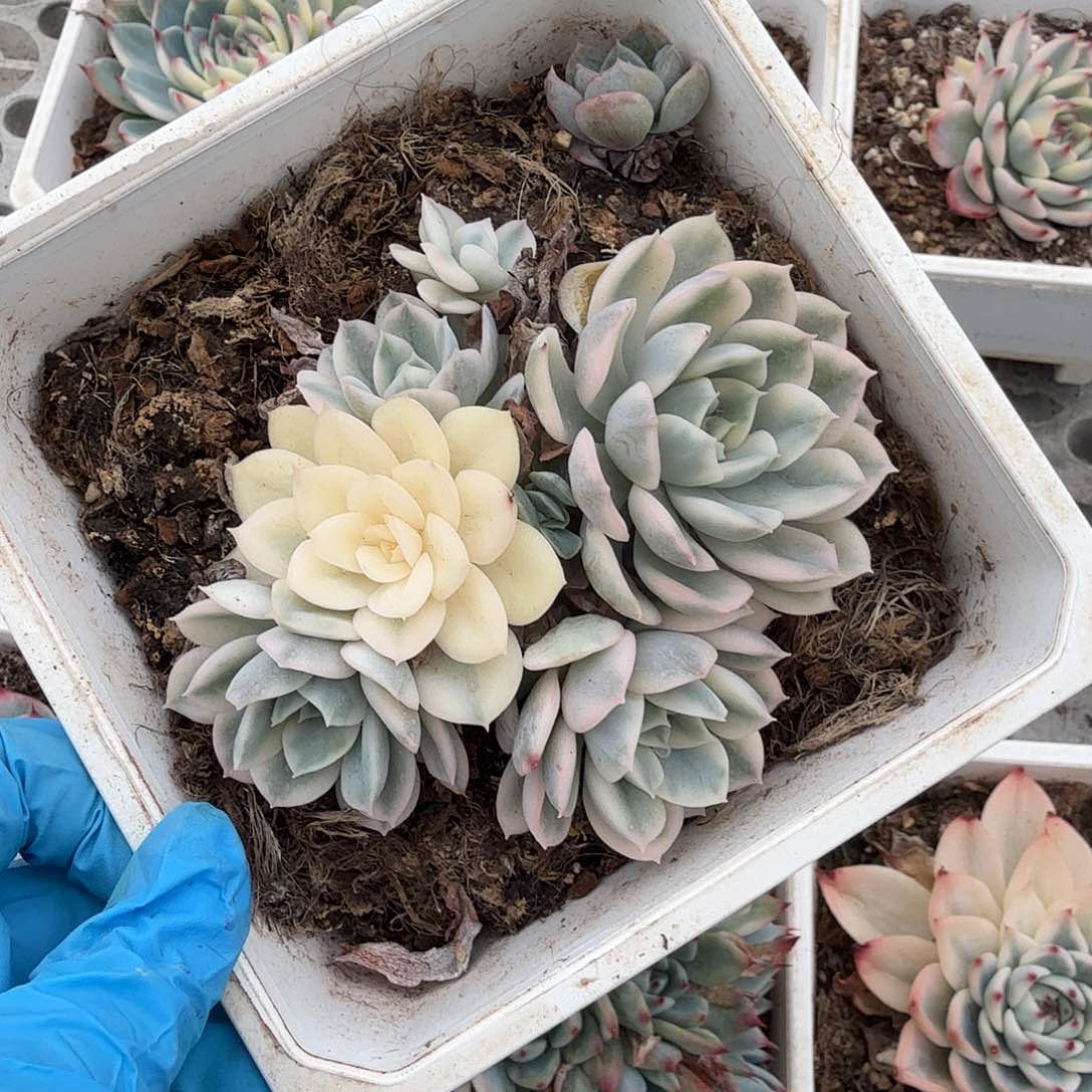 月亮仙子锦底座，介意慎拍