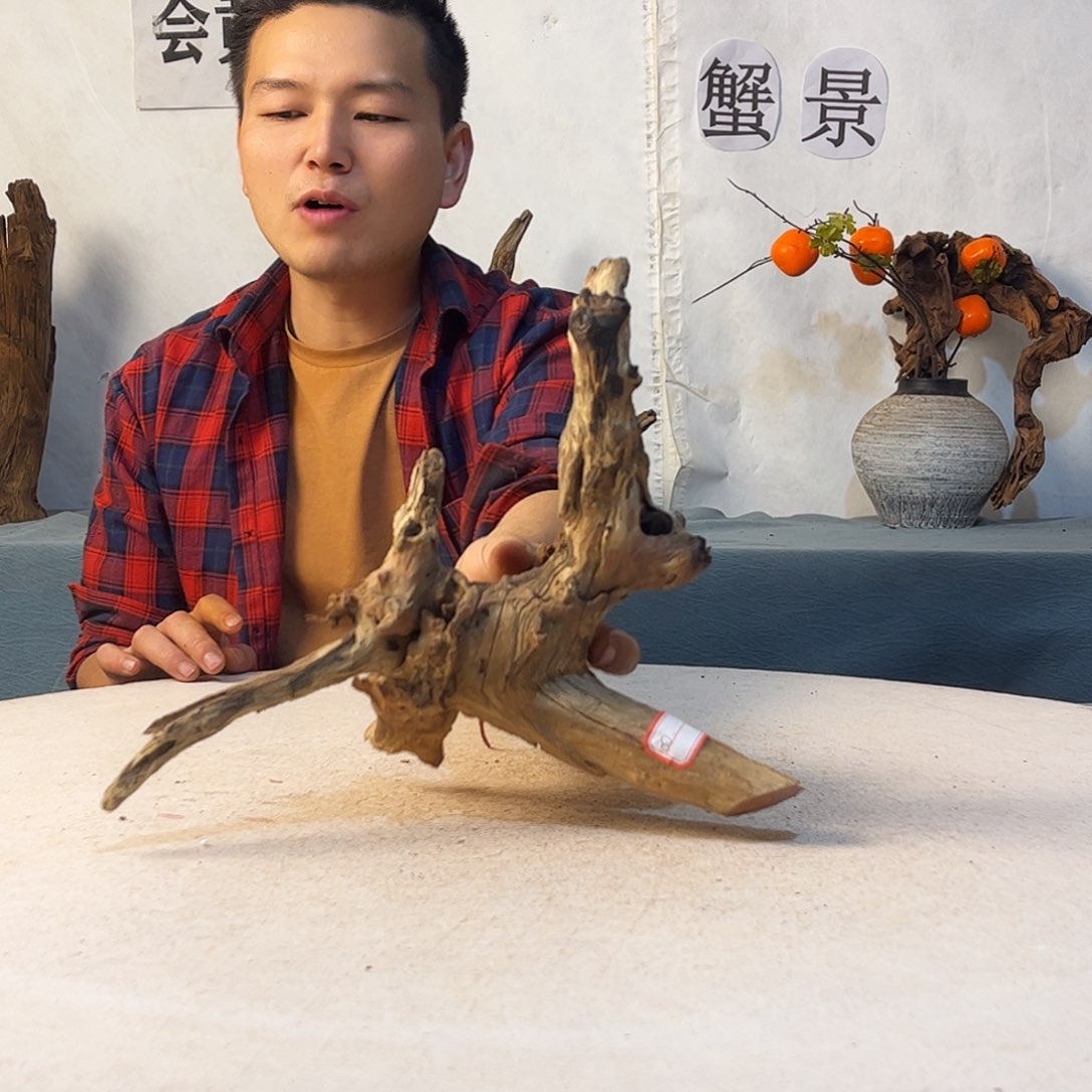 沉木造景爬宠造景