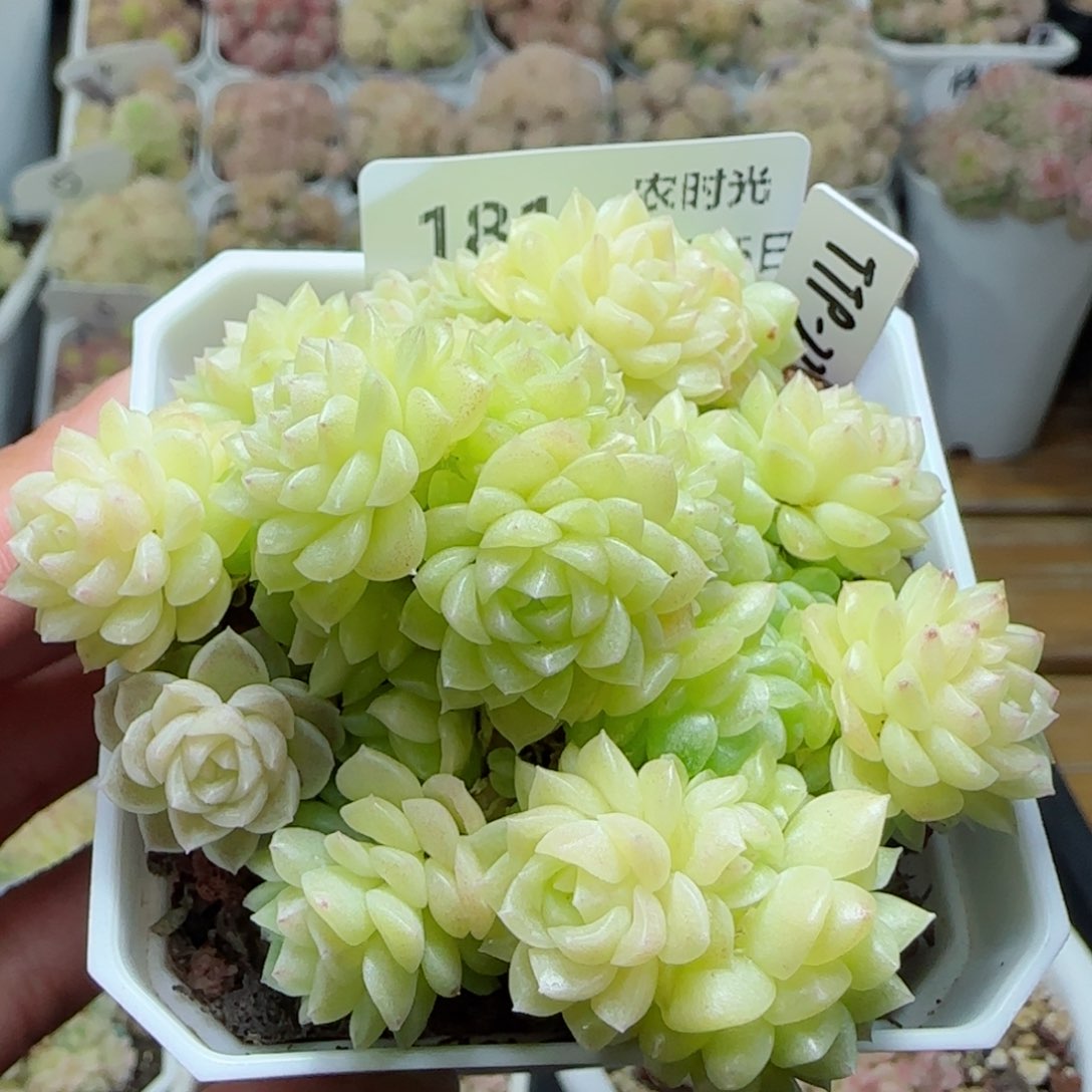 【闪购商品】0225-181（ttp-224）