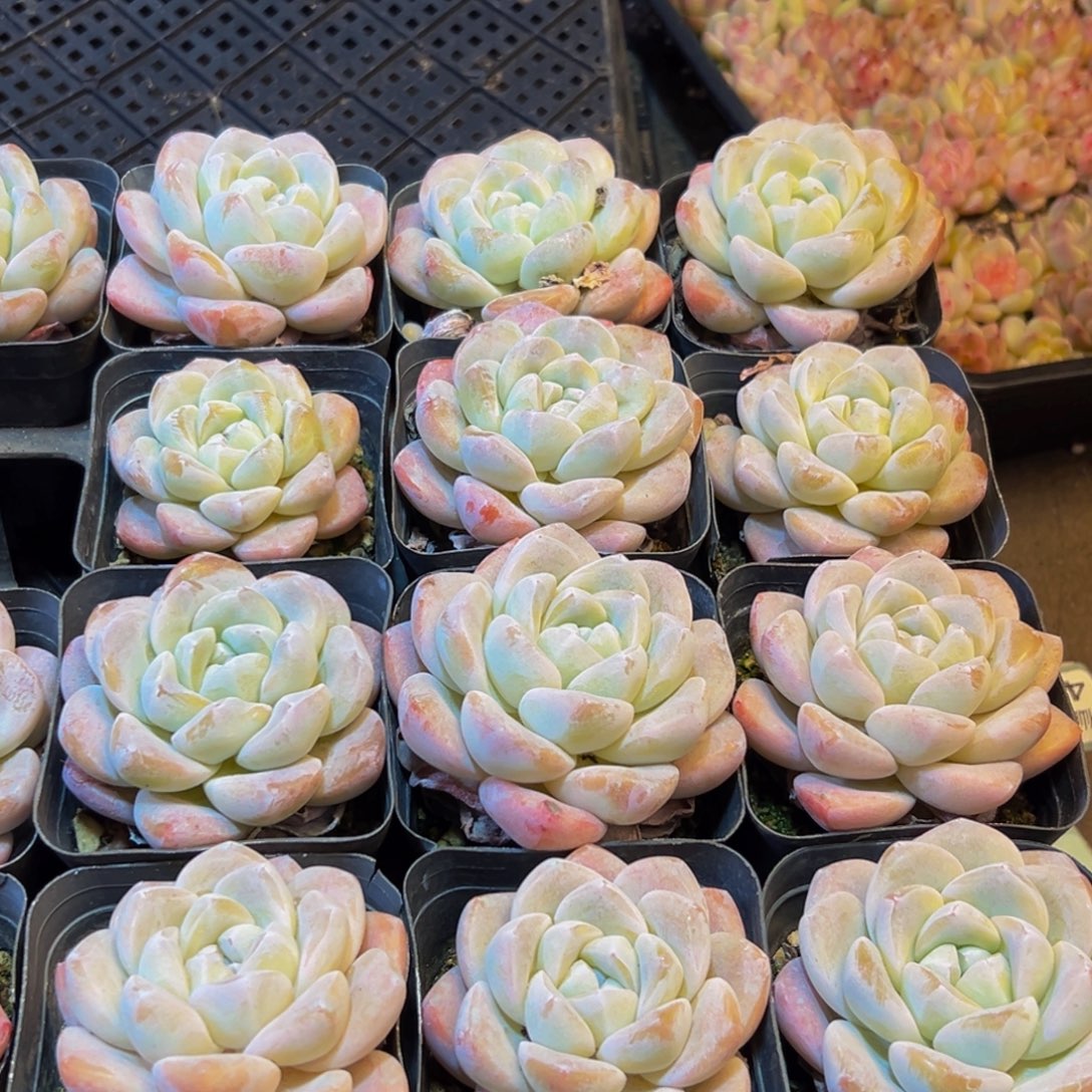 274多肉葡萄的味道真的