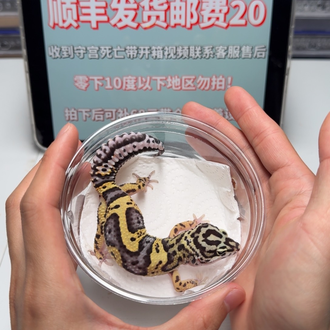 豹纹守宫土匪妹妹