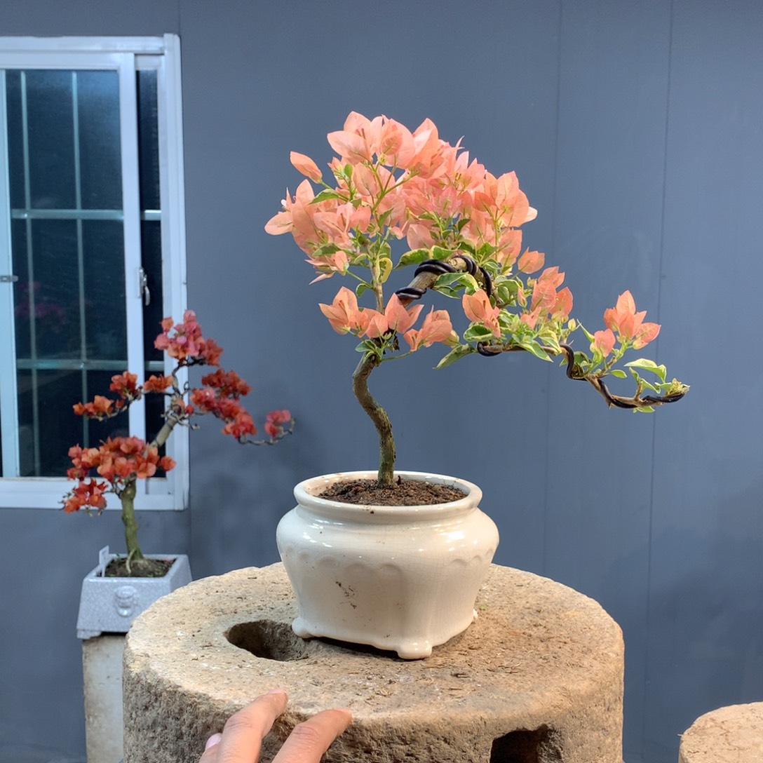 大量花朵（建议范围：8朵-15朵 或40%以上）