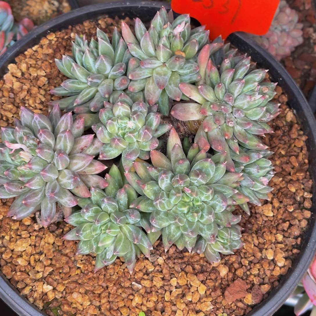 2531号晚上多肉植物群生