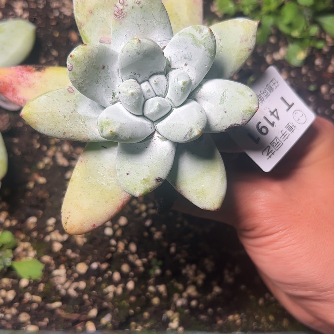 4191拇指仙女杯多肉