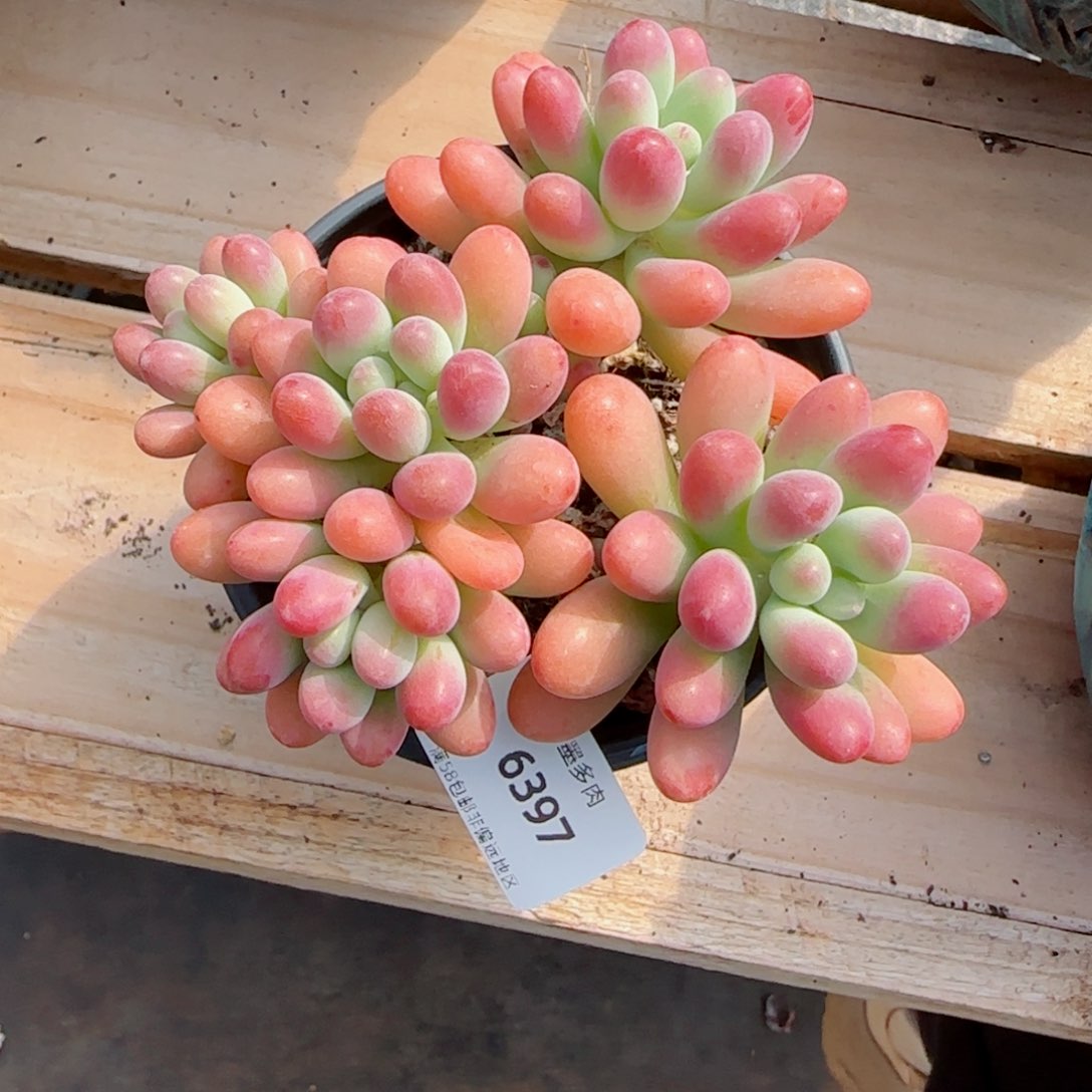 派大星，6397多肉植物
