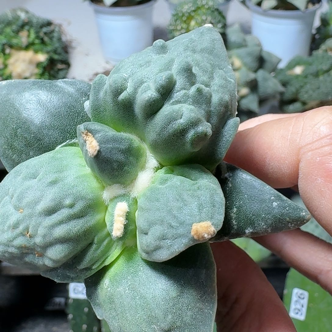 【闪购商品】无花朵心**遥怒涛265
