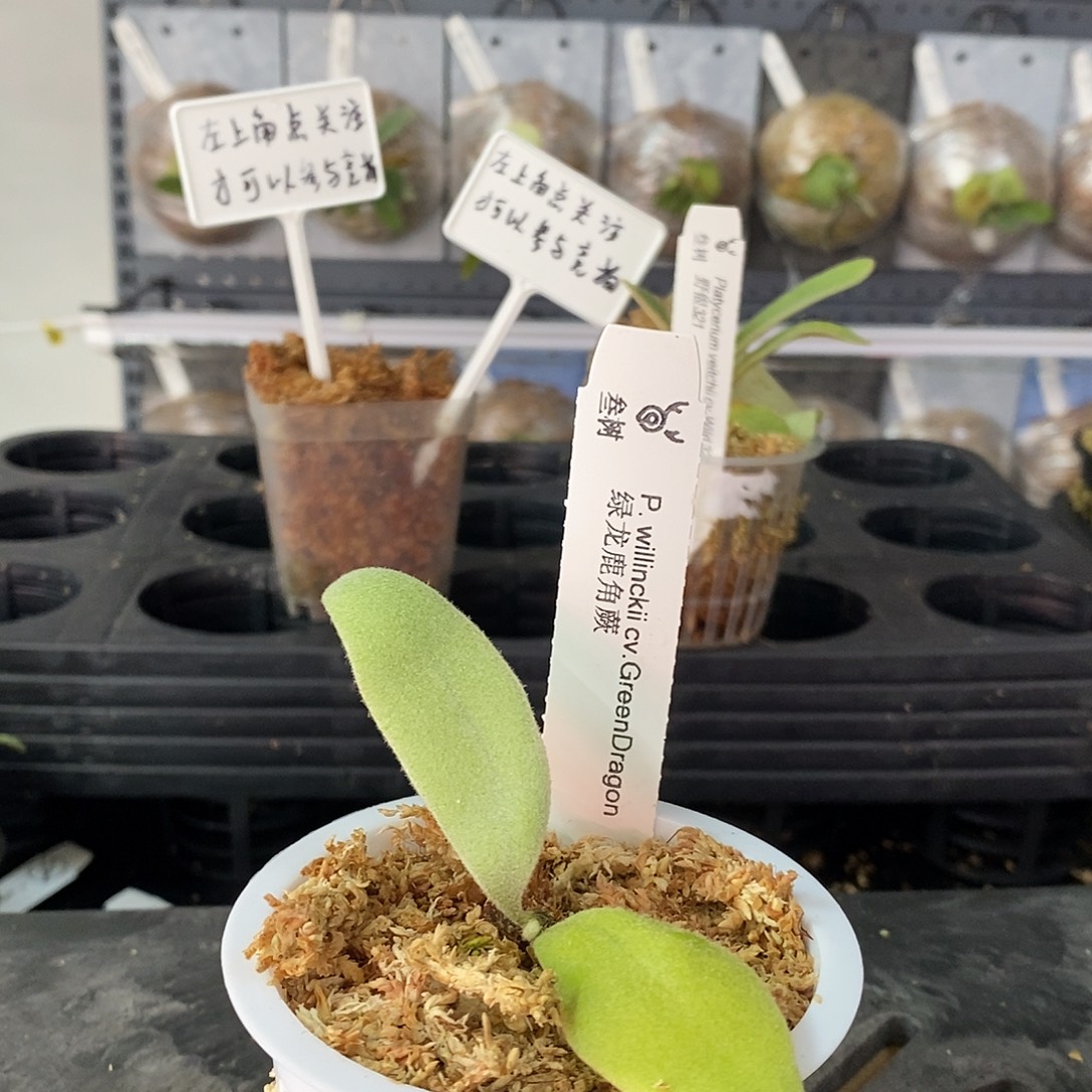 无花朵鹿角蕨绿龙