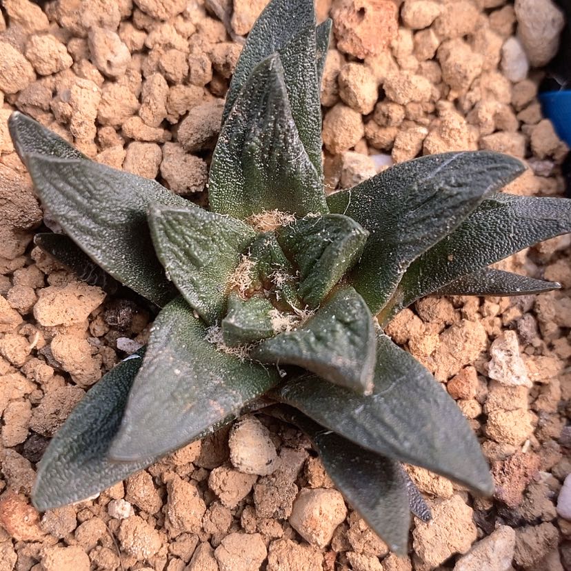 【闪购商品】实生龙角