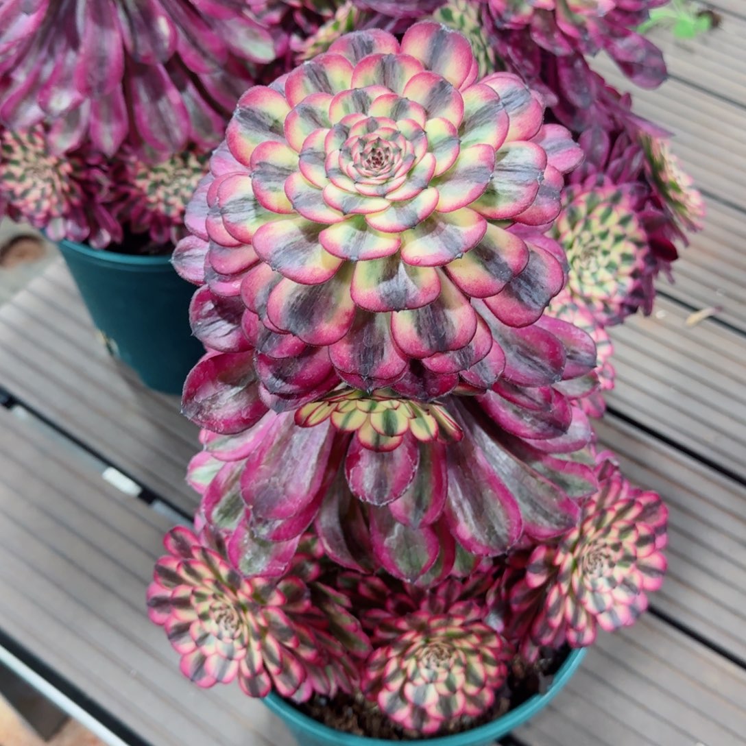 多肉植物发货发货