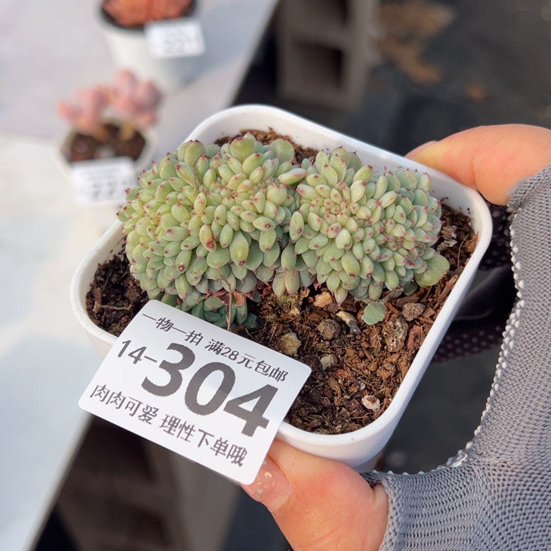 白胖子缀多多肉多肉多肉