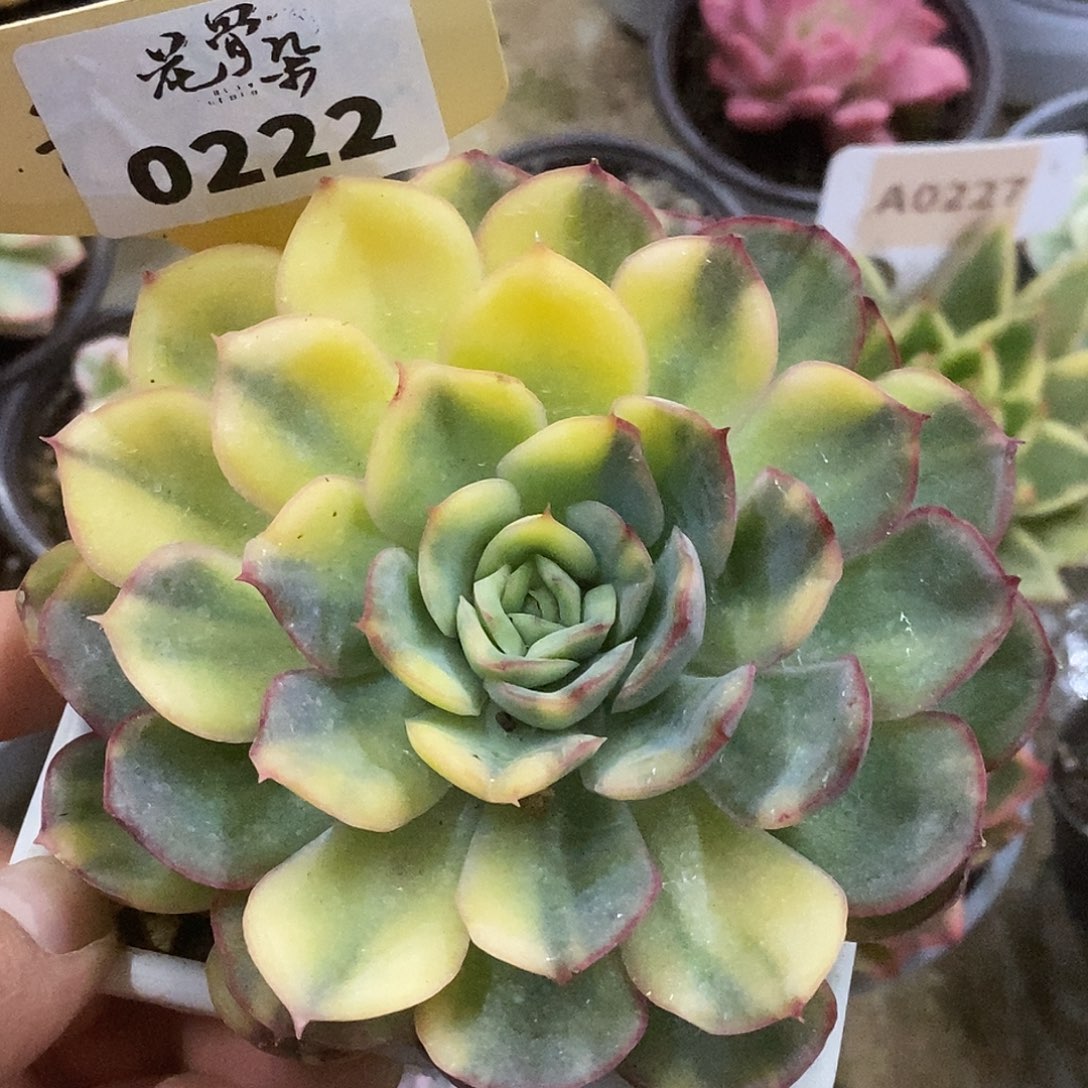 222哈哈哈哈哈哈哈哈哈