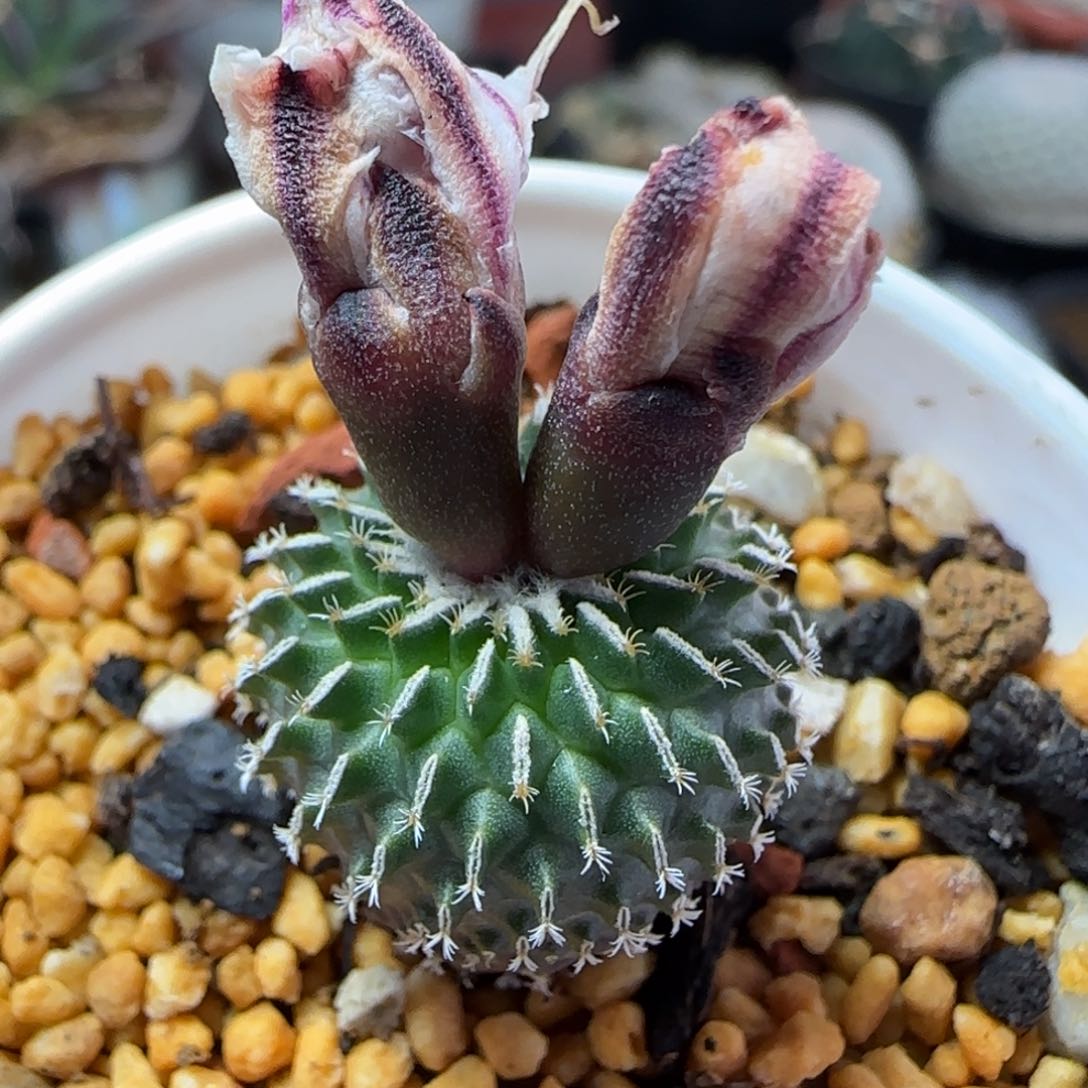 415实生刺缀精巧殿多肉