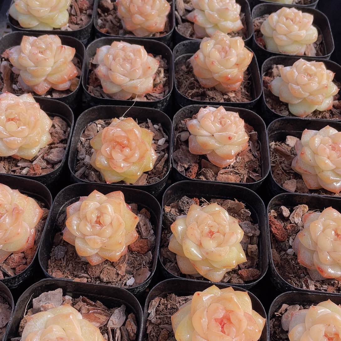 量拍7号 优选水晶粉钻单头一个