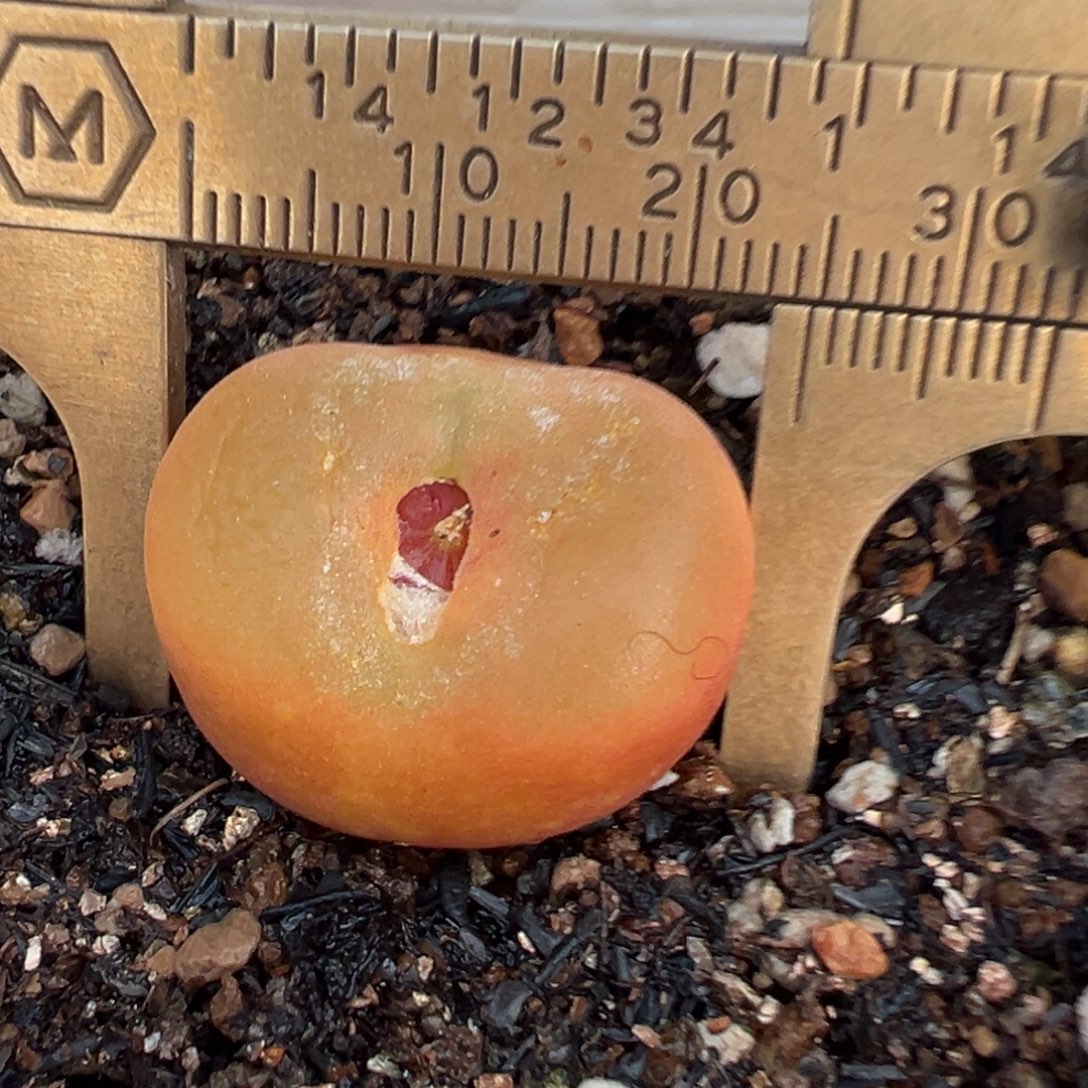 蟠桃带盆多肉植物百科