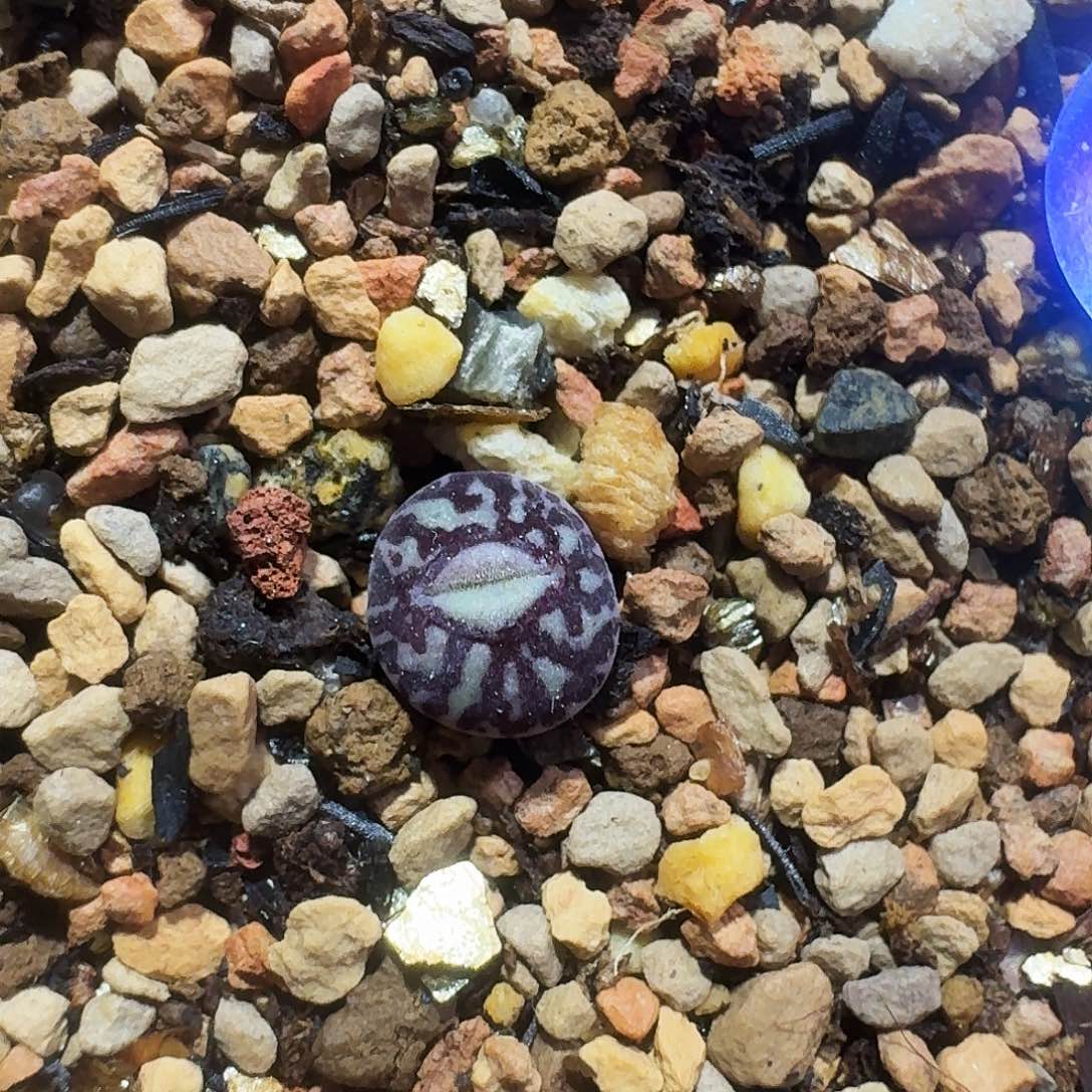 多肉植物福利肉锥甜甜圈636