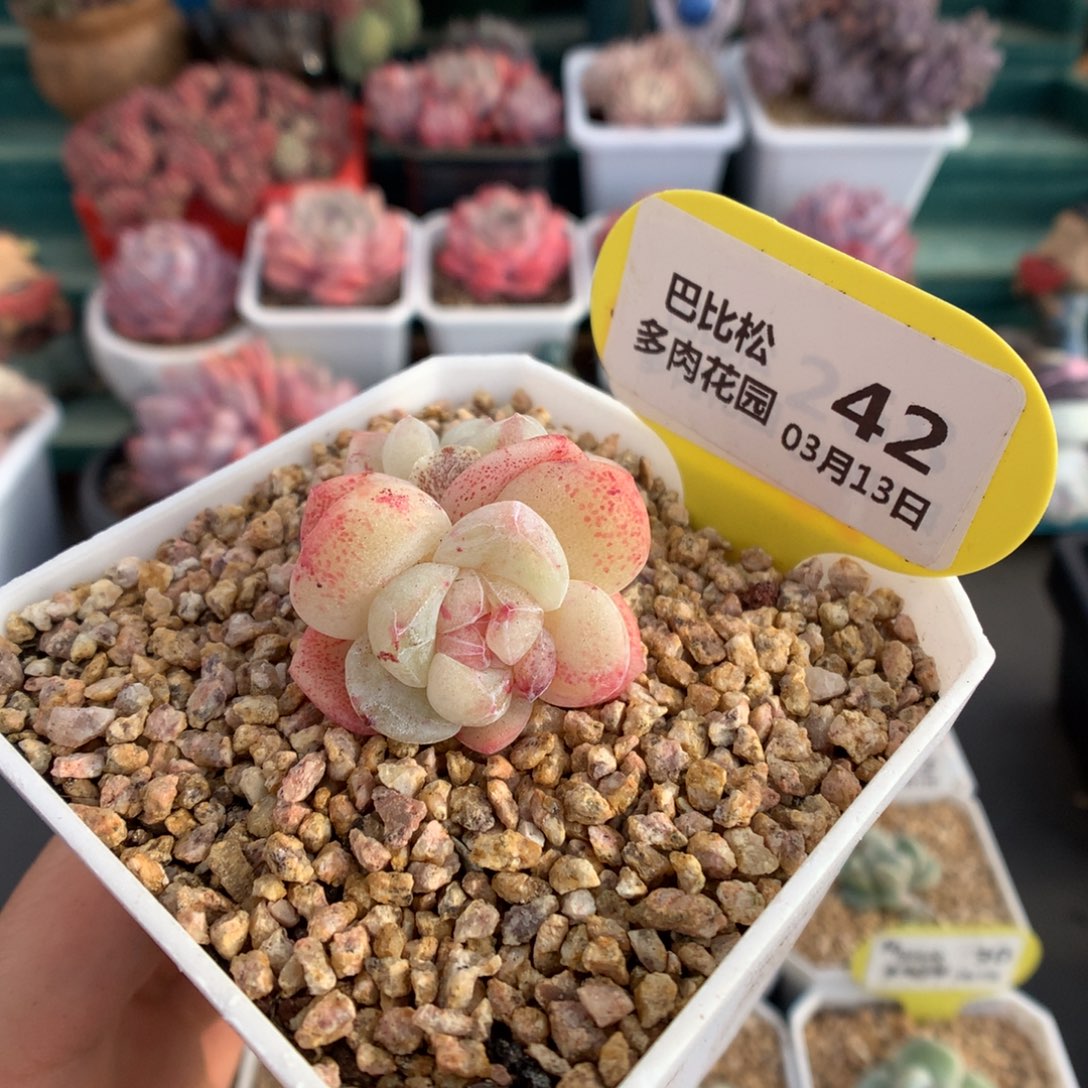 42双头冰玉石化多肉植物